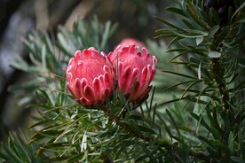 帝王花