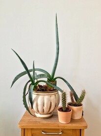 盆栽