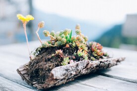 多肉植物