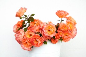 玫瑰花