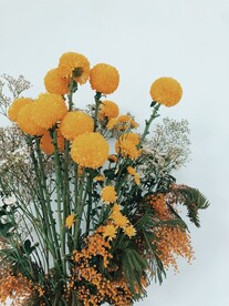 乒乓菊