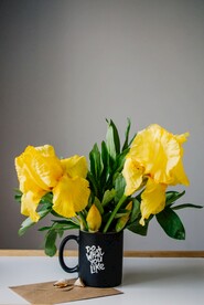 木槿花