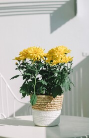 一盆菊花