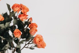 玫瑰花