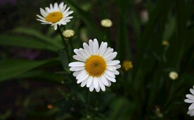 小雏菊