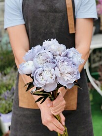 牡丹花