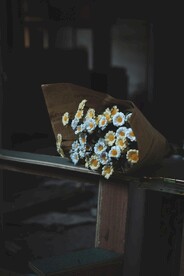 小雏菊