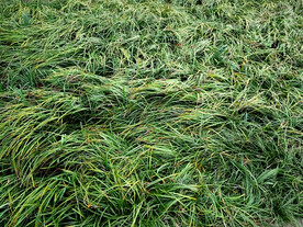 沿阶草草皮