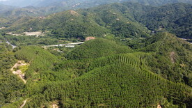 山