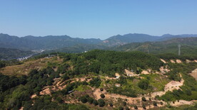 山
