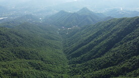 山