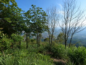 山