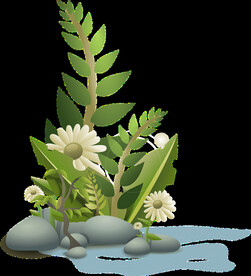 植物插画