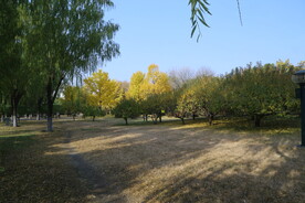 公园风景