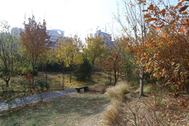 彩叶风景