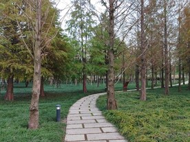 杉树林石板路
