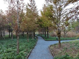 林间碎石马路