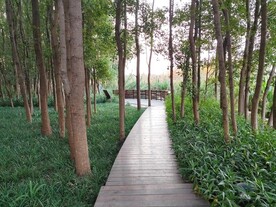 林间木板小路