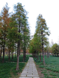 杉树林石板路