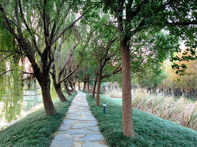 杨柳长堤小路