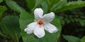 油桐花
