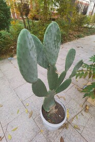 仙人掌 