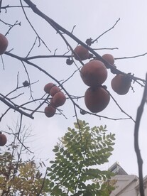 秋实