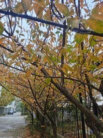 秋叶
