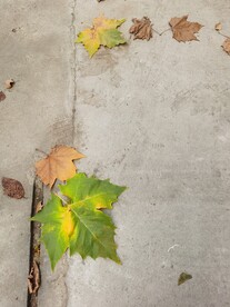 秋叶
