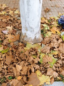 秋叶