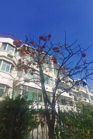  秋柿