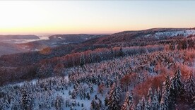 雪山松树