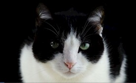 黑白花猫咪