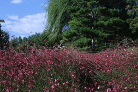 山桃草 