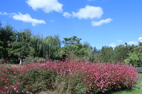 山桃草 