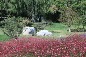 山桃草 
