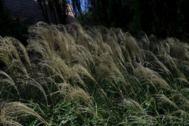 芒草风景