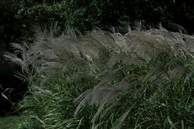 芒草风景 