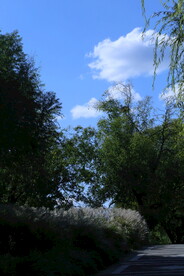 芒草风景