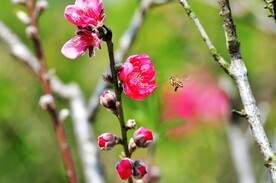 蜜蜂