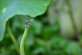 蜻蜓