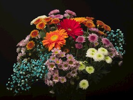 菊花