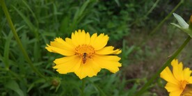 金鸡菊