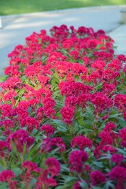 粉色花
