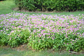 小花