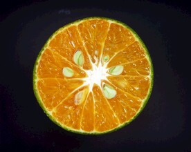 橙子