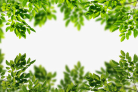 绿色树枝叶子透明背景合成素材