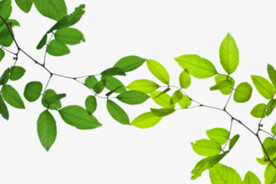 绿色树枝叶子透明背景合成素材
