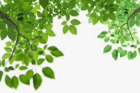 绿色树枝叶子透明背景合成素材