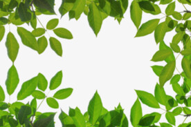 绿色树枝叶子透明背景合成素材